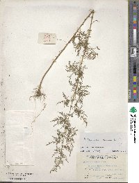 Artemisia annua image