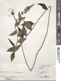 Artemisia anomala image