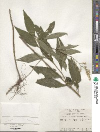 Artemisia anomala image