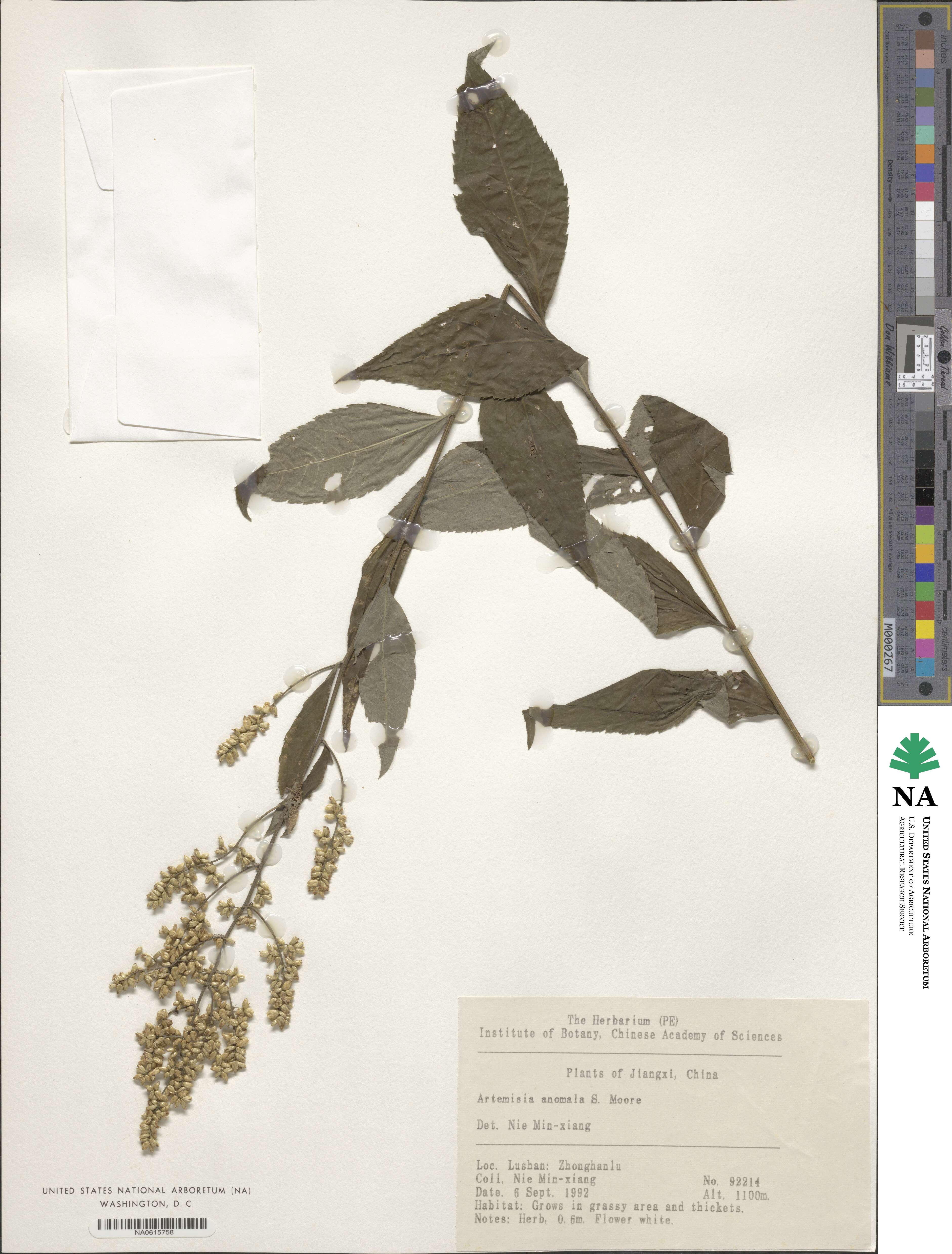 Artemisia anomala image