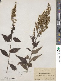 Artemisia anomala image