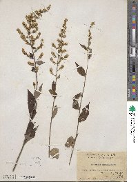 Artemisia anomala image