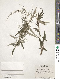 Artemisia argyi image