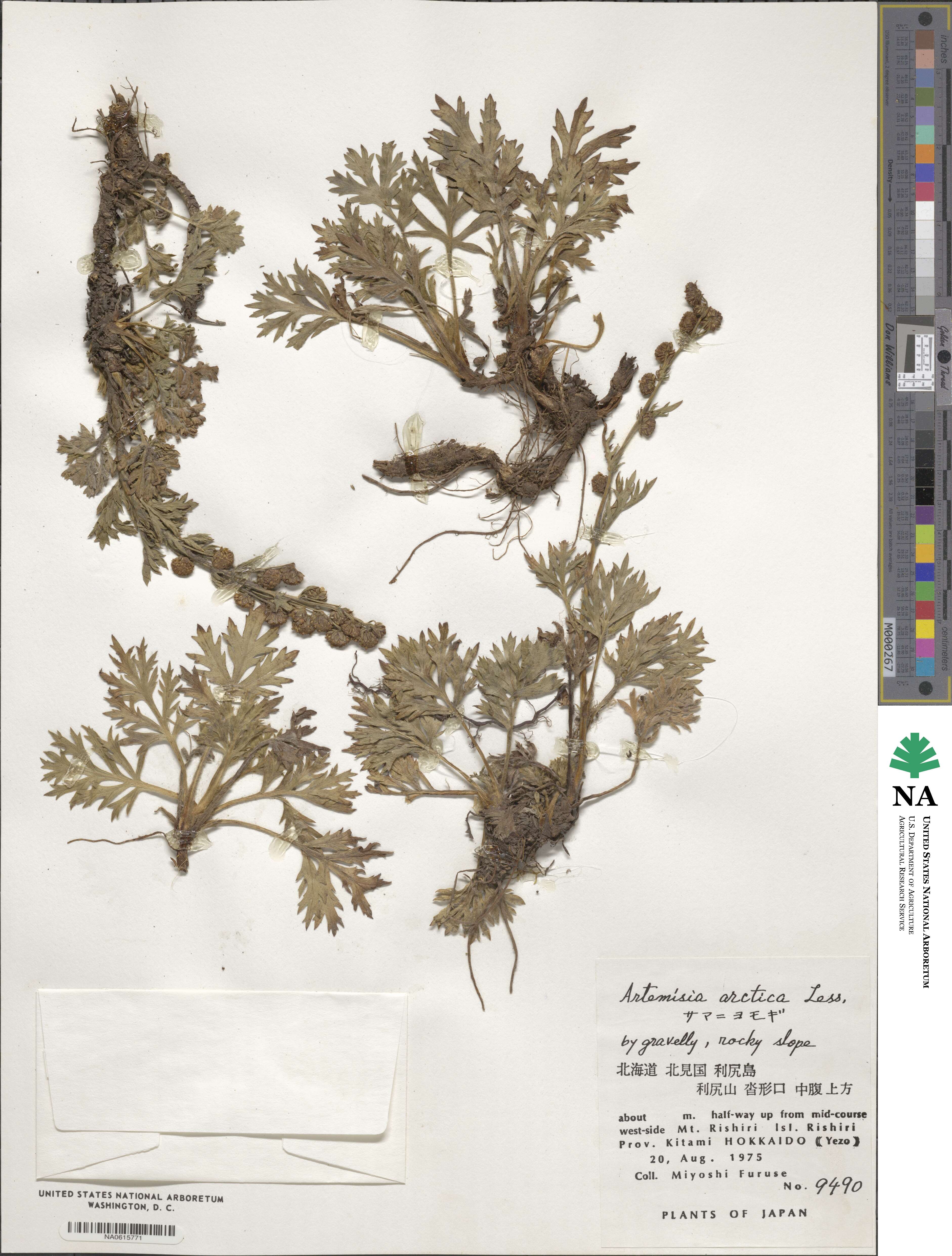 Artemisia arctica image