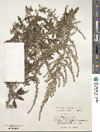 Artemisia indica image