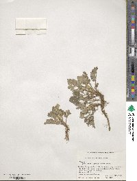 Artemisia indica image