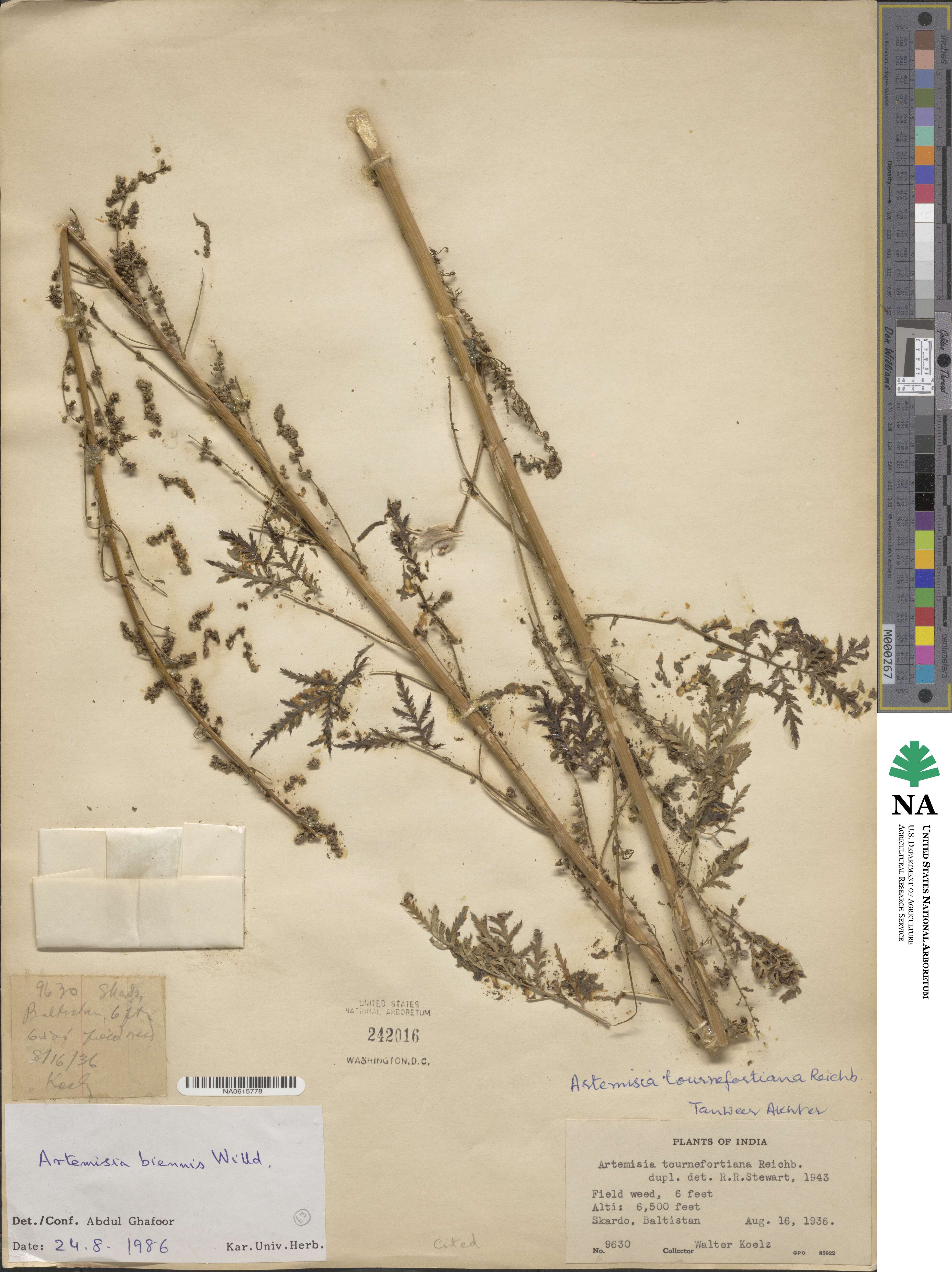 Artemisia biennis image
