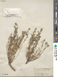 Artemisia brachyloba image