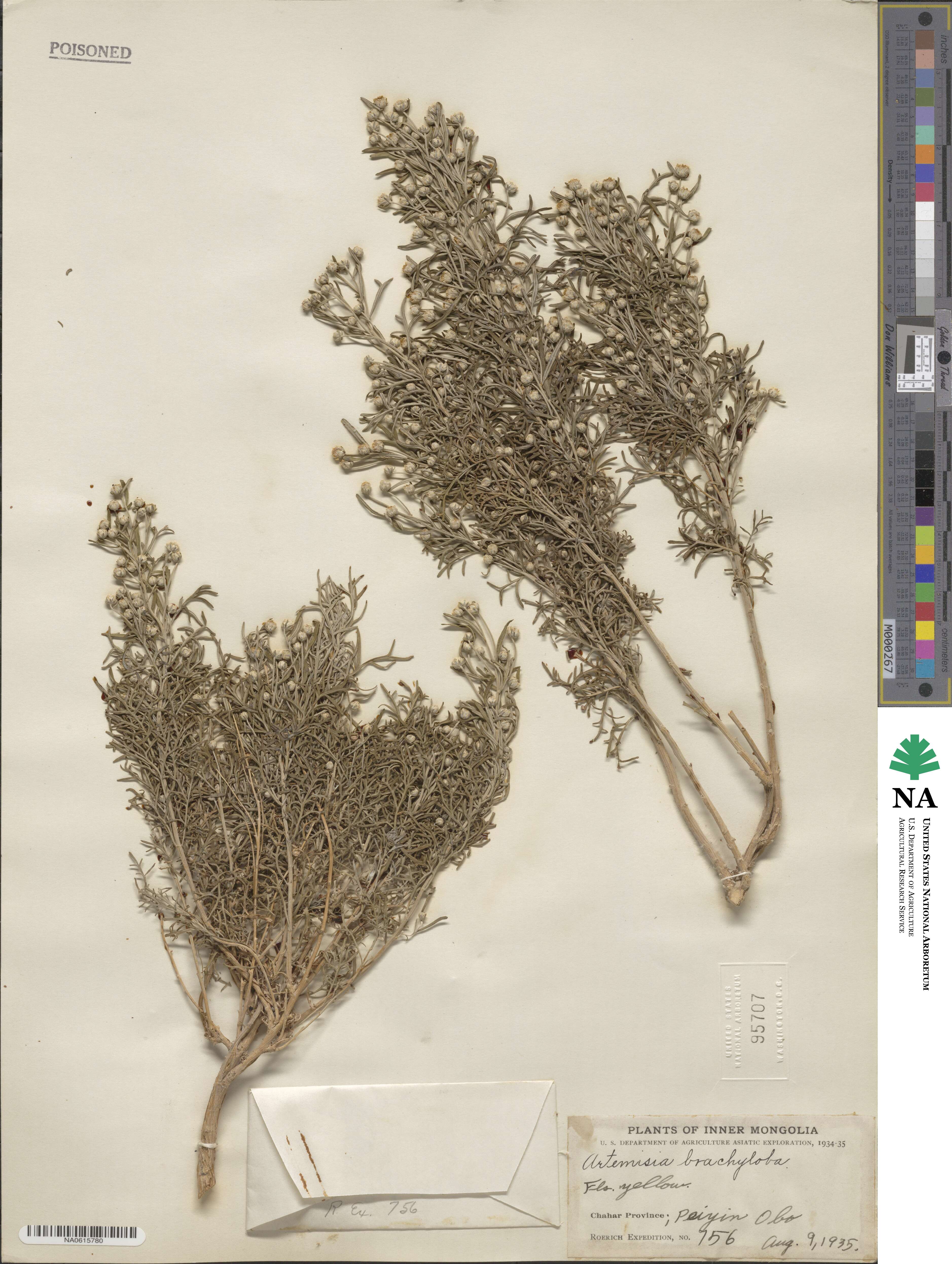 Artemisia brachyloba image