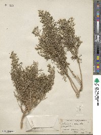 Artemisia brachyloba image