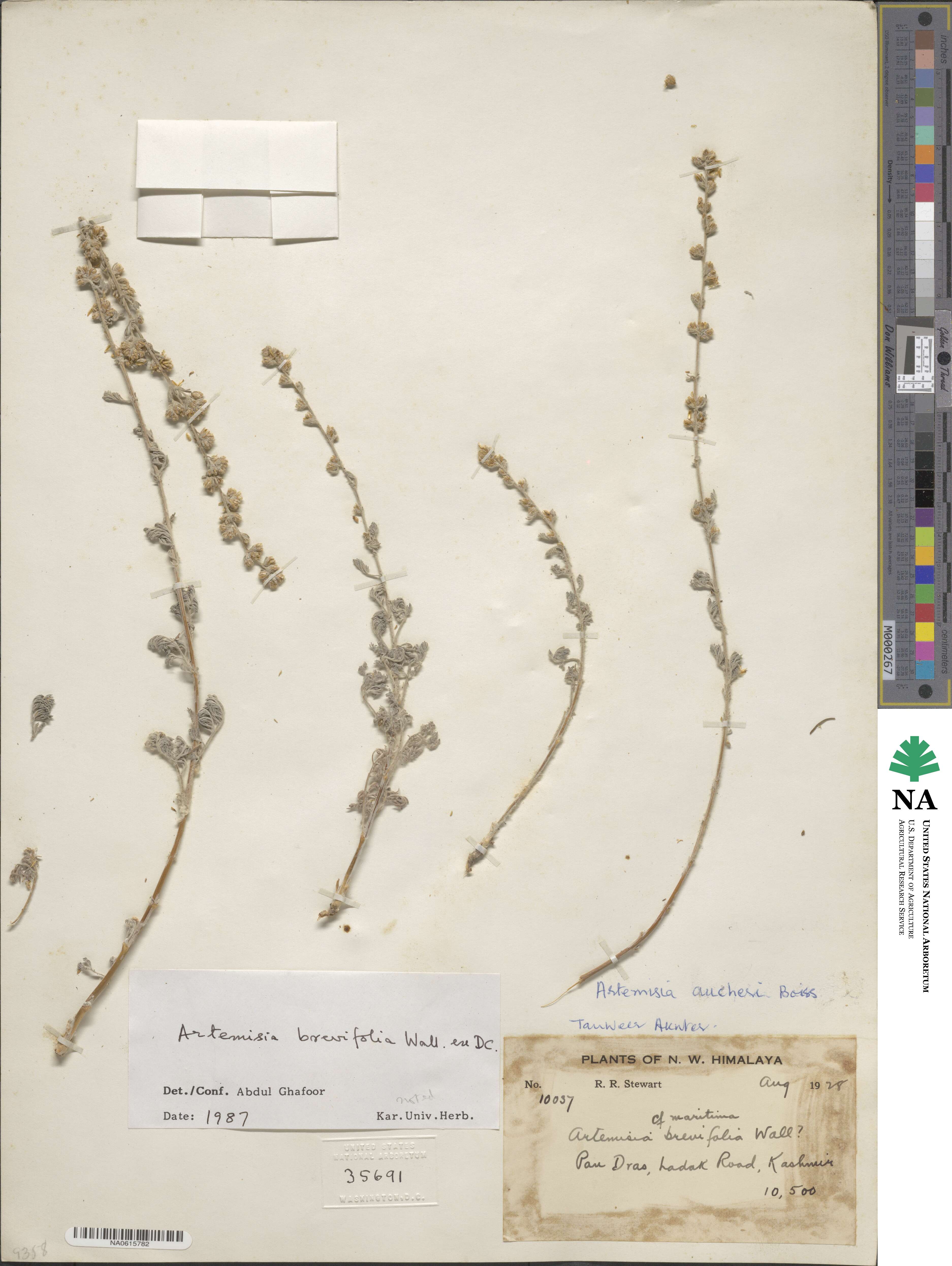 Artemisia brevifolia image
