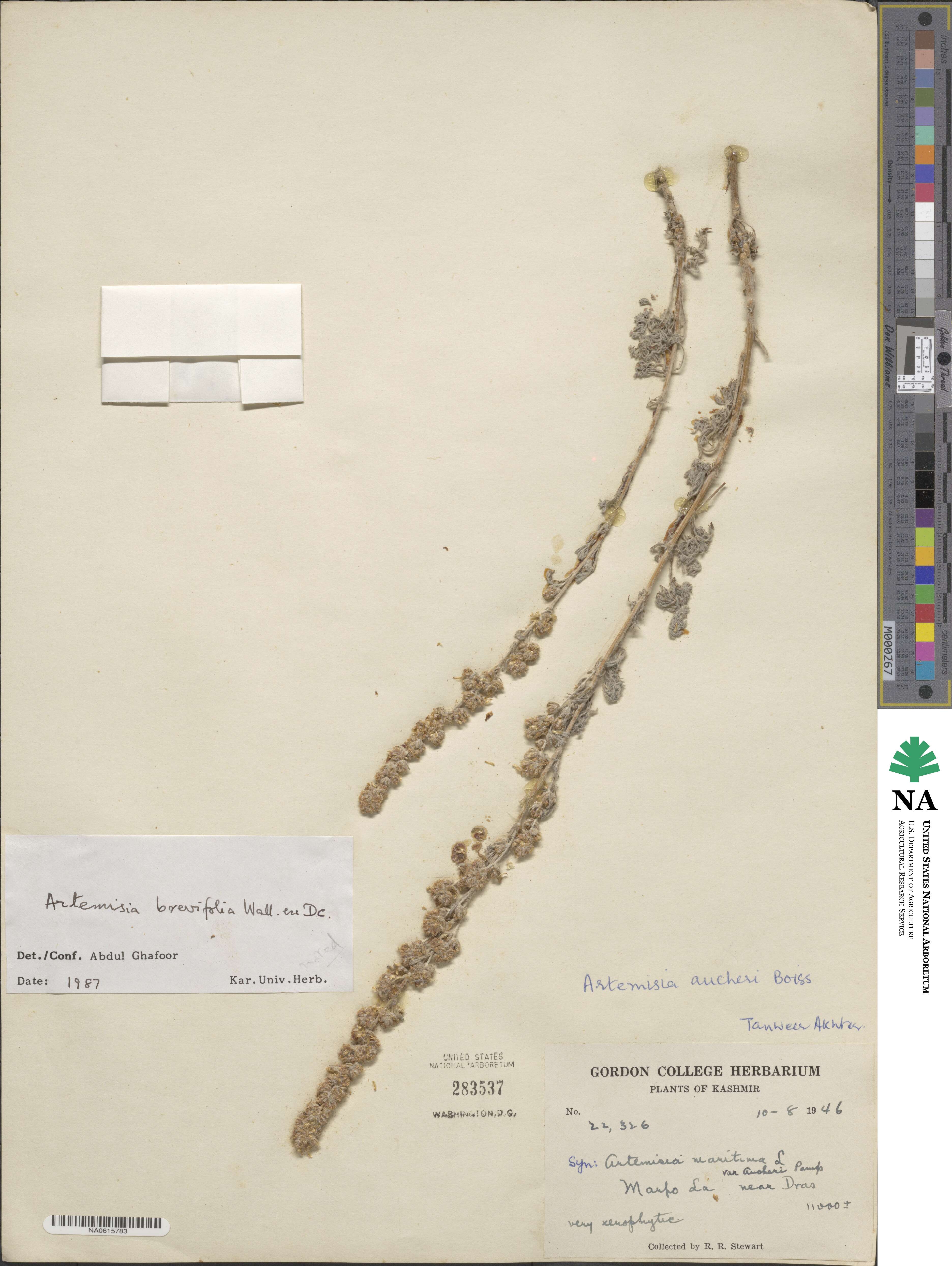 Artemisia brevifolia image