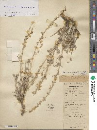 Artemisia brevifolia image