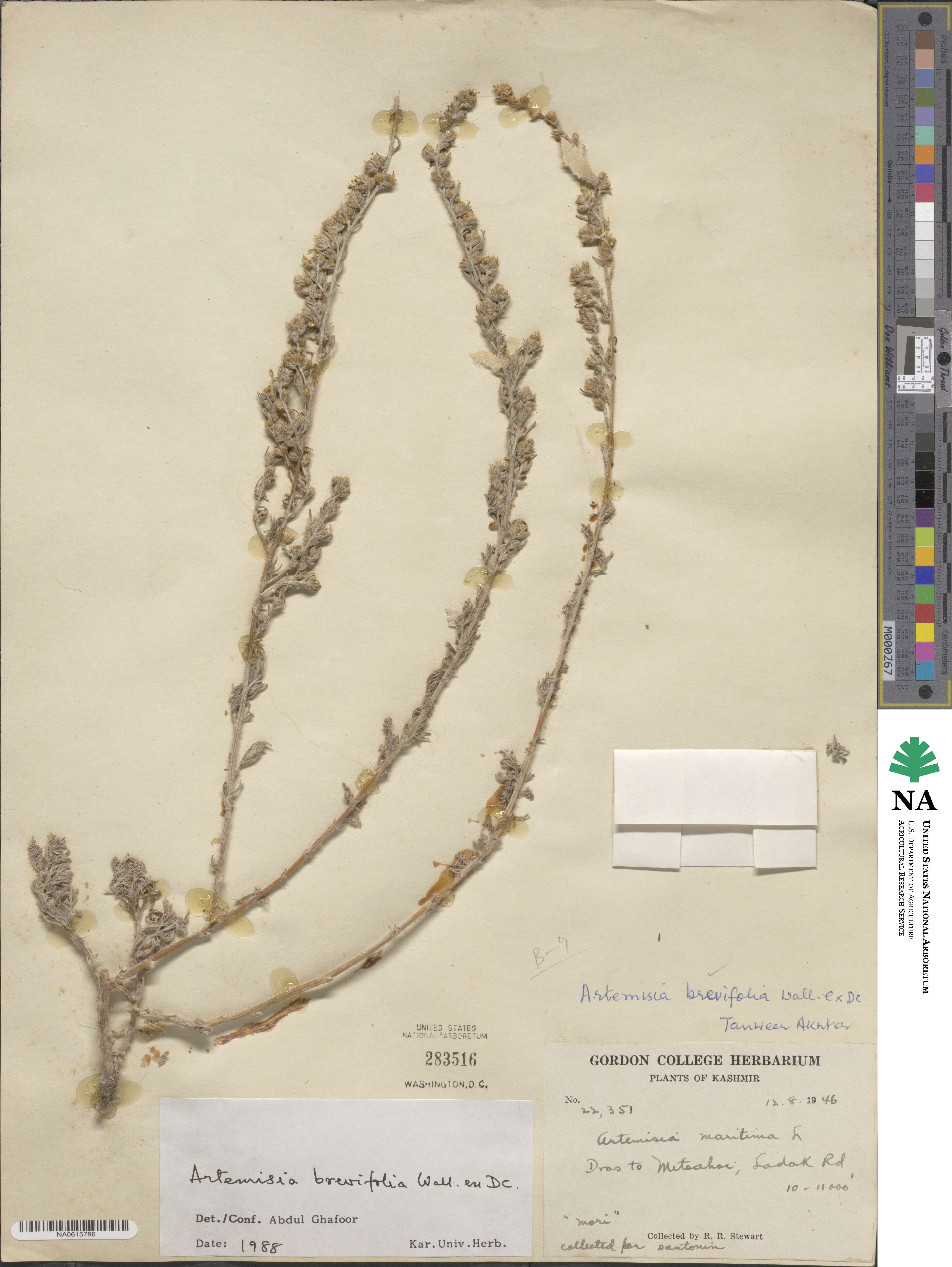 Artemisia brevifolia image