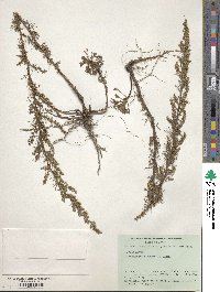 Artemisia campestris image