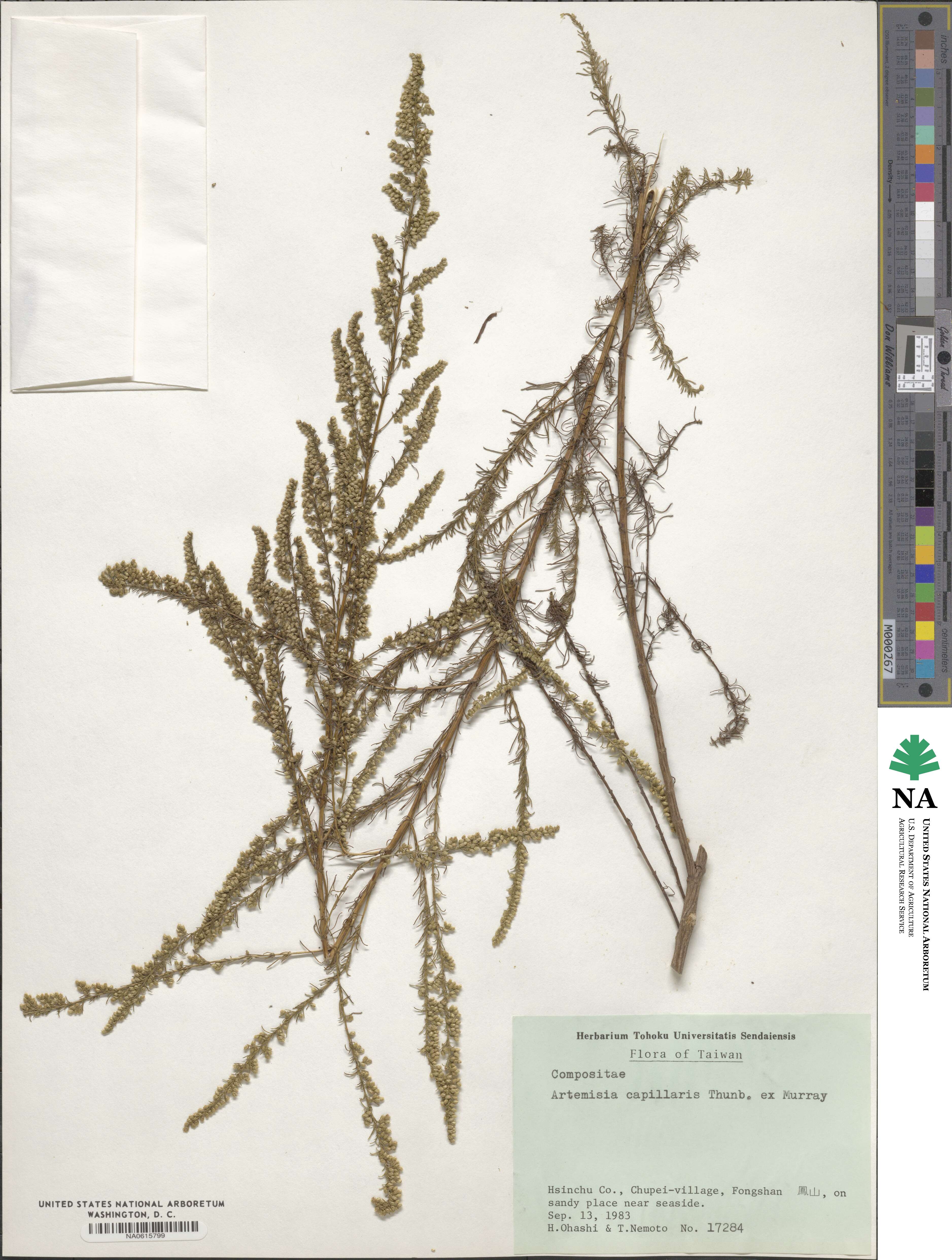 Artemisia campestris image