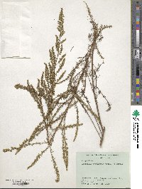 Artemisia campestris image