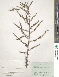 Artemisia campestris image