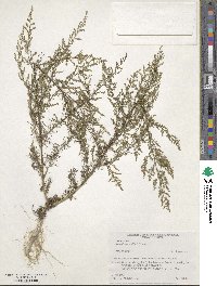 Artemisia capillaris image