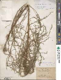 Artemisia capillaris image