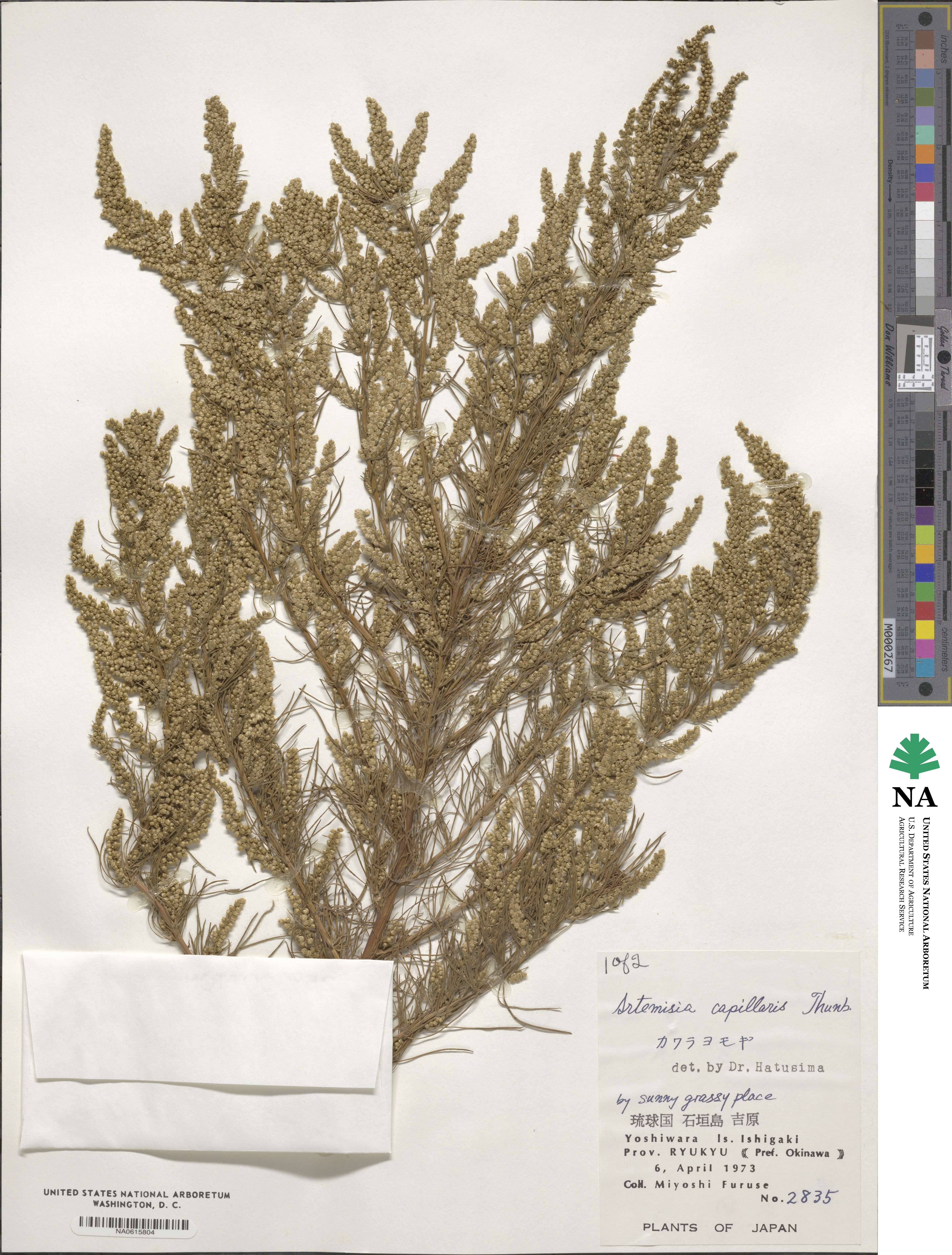 Artemisia capillaris image