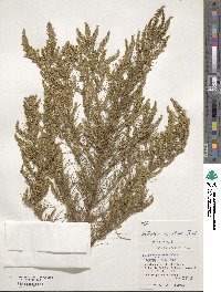 Artemisia capillaris image