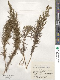 Artemisia capillaris image