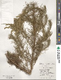 Artemisia capillaris image