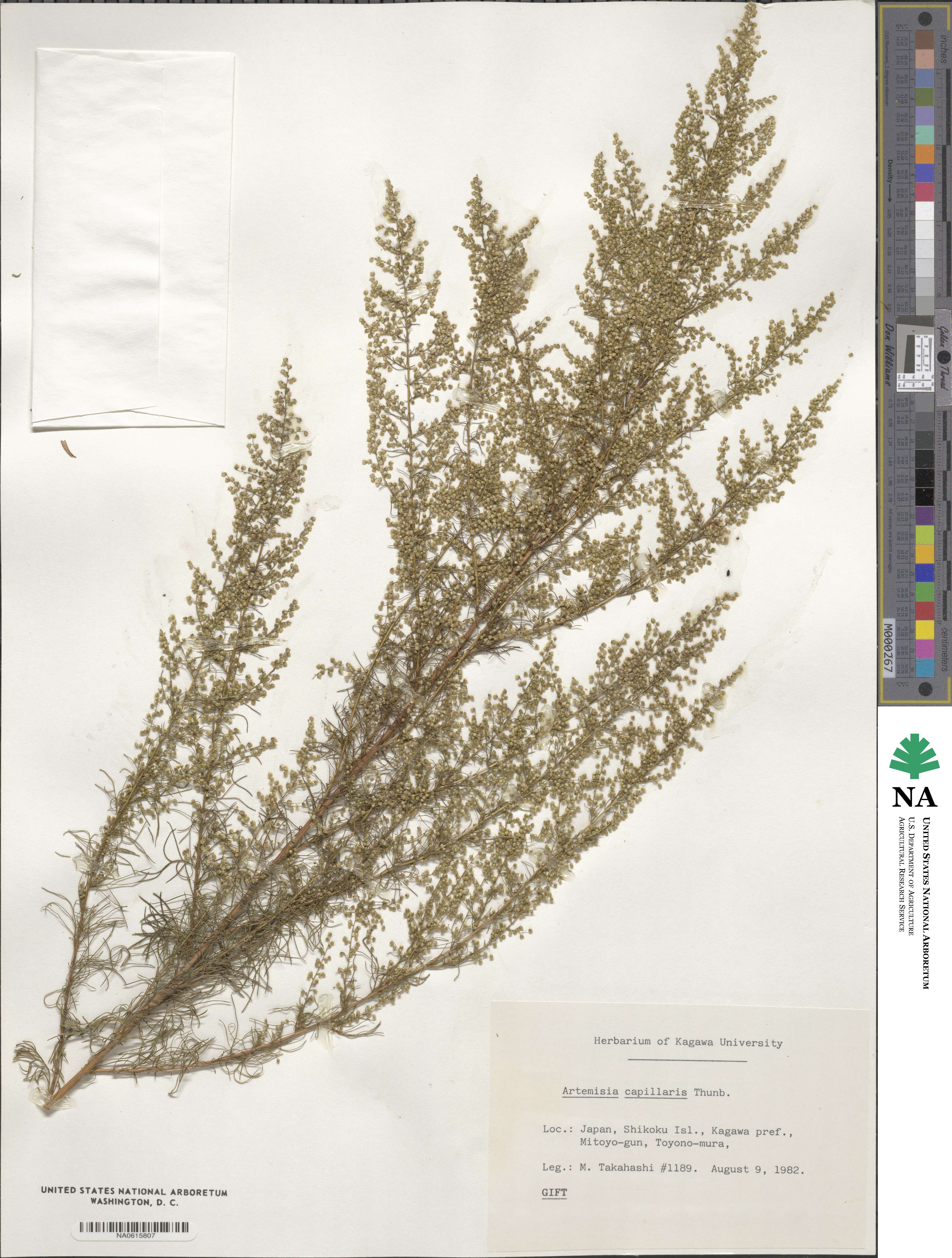 Artemisia capillaris image