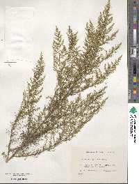 Artemisia capillaris image