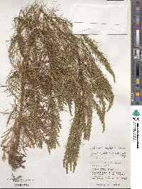 Artemisia capillaris image