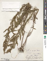 Artemisia capillaris image