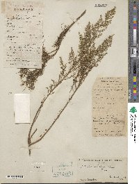 Artemisia capillaris image