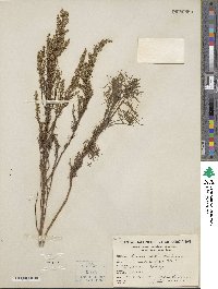 Artemisia capillaris image