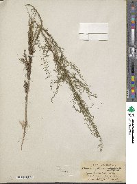 Artemisia scoparia image