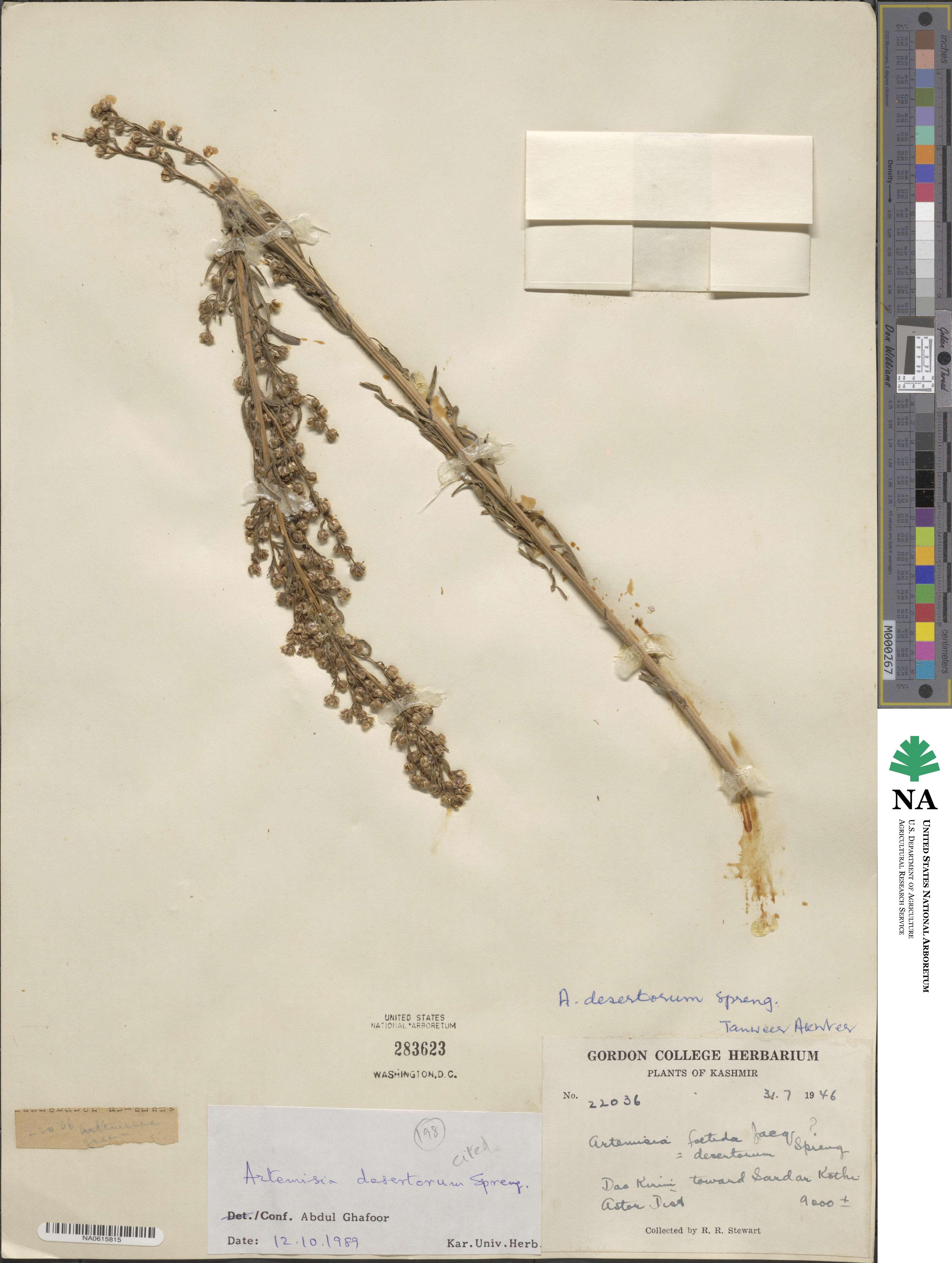 Artemisia desertorum image