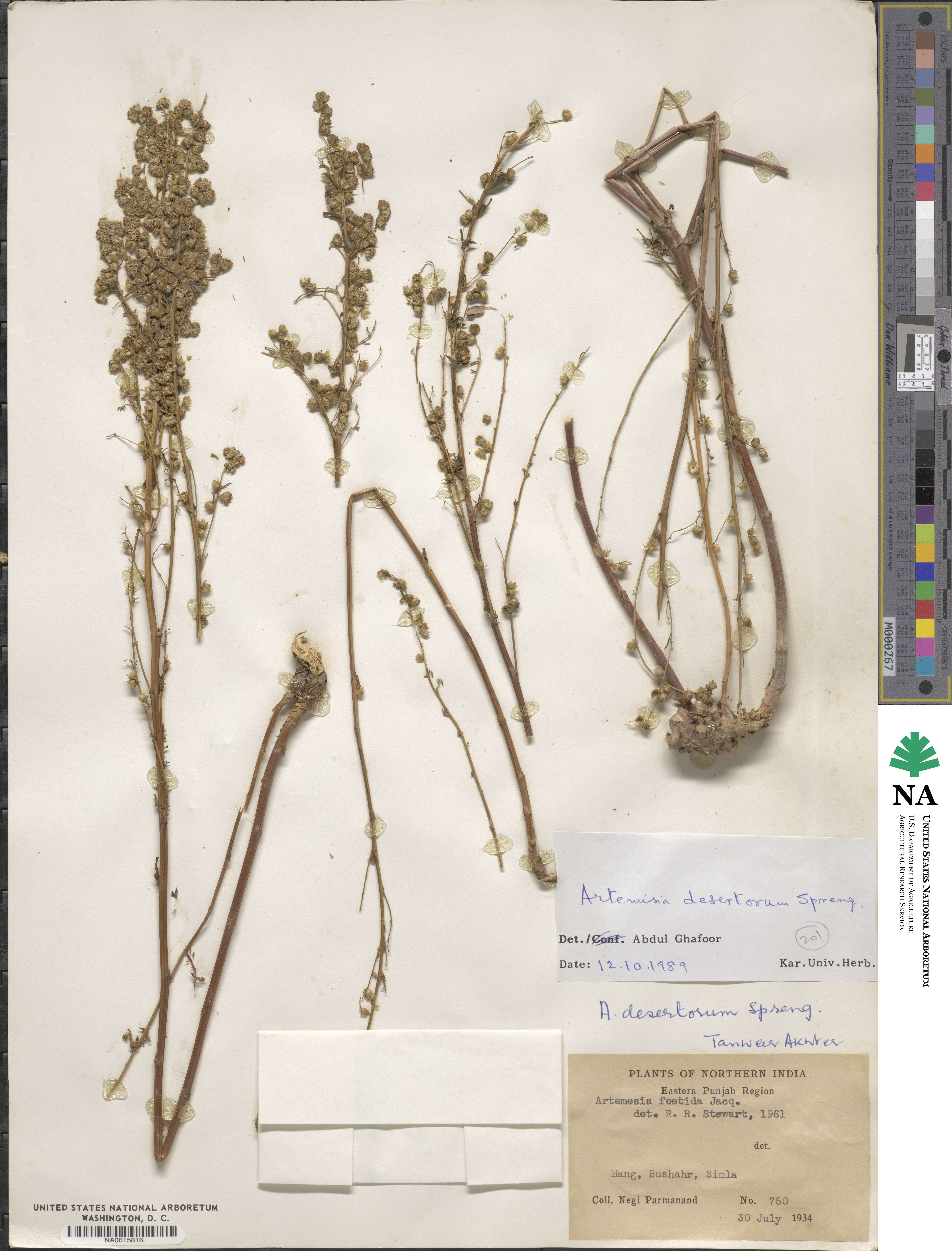 Artemisia desertorum image