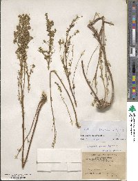 Artemisia desertorum image