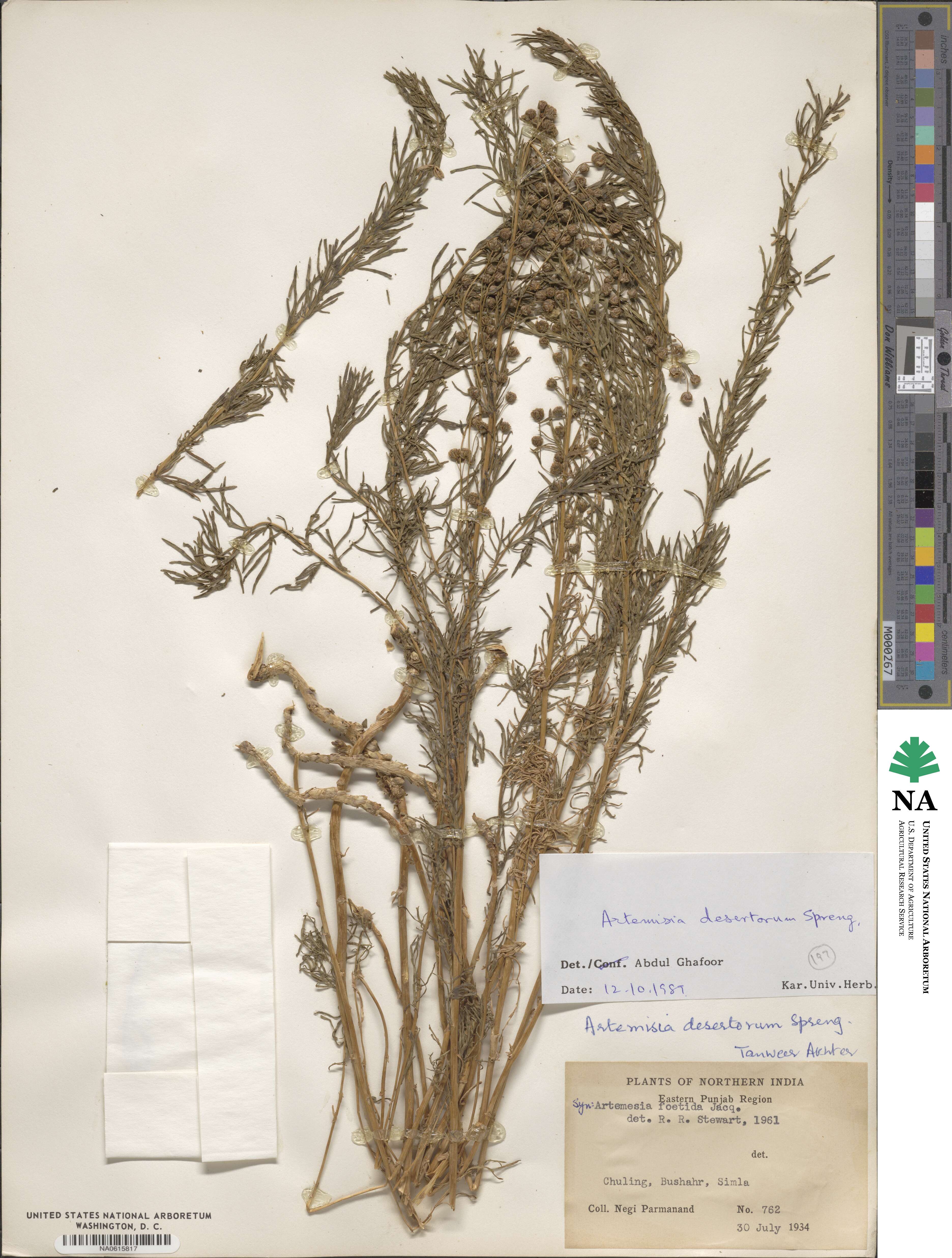 Artemisia desertorum image