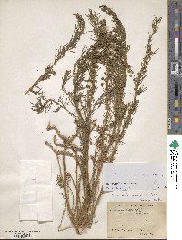 Artemisia desertorum image