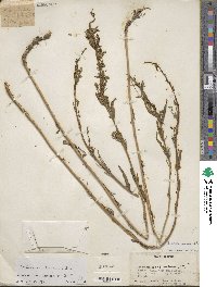 Artemisia dracunculus image