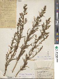 Artemisia dracunculus image