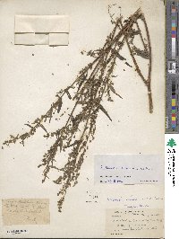 Artemisia dubia image