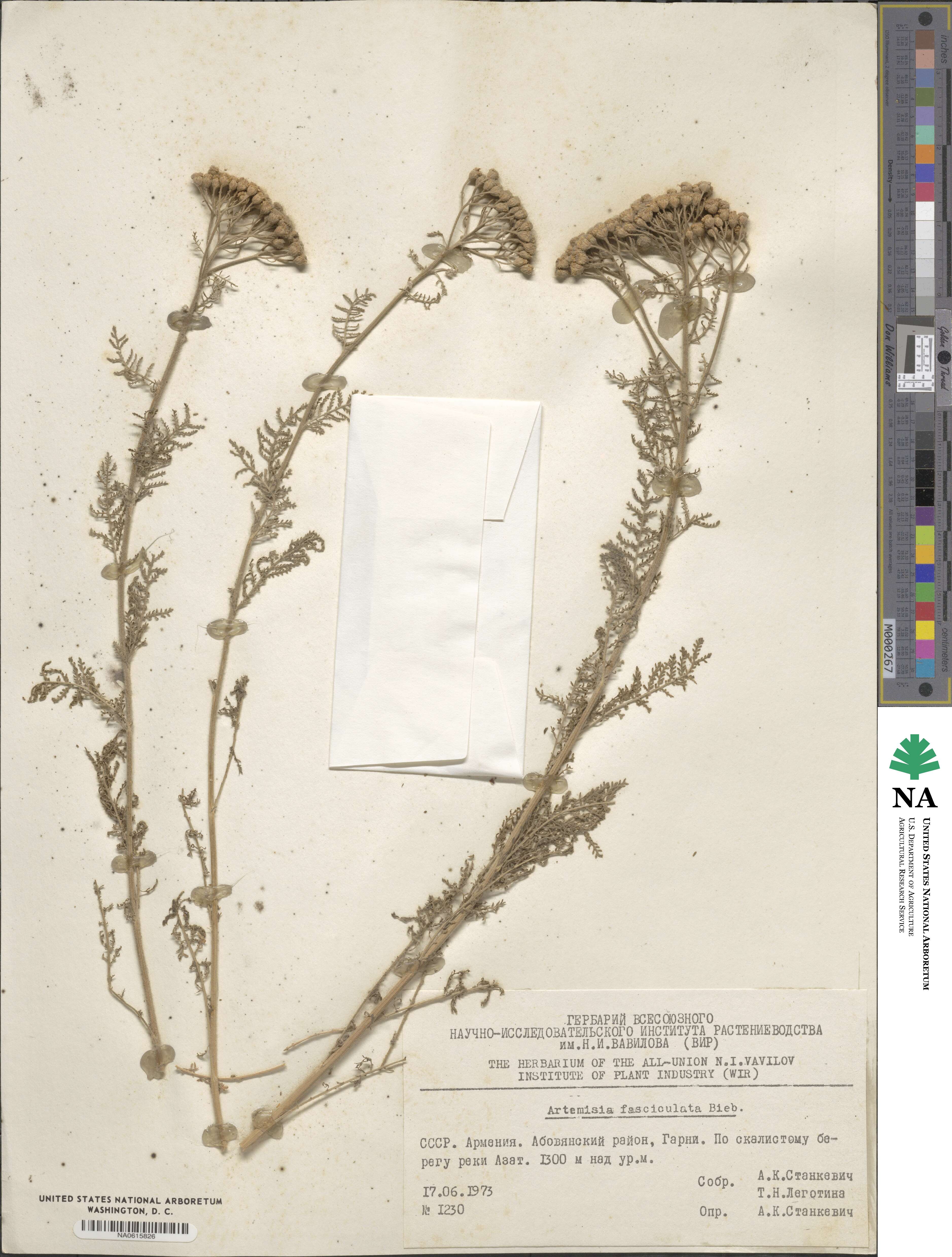 Artemisia fasciculata image