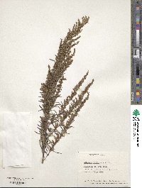 Artemisia lancea image