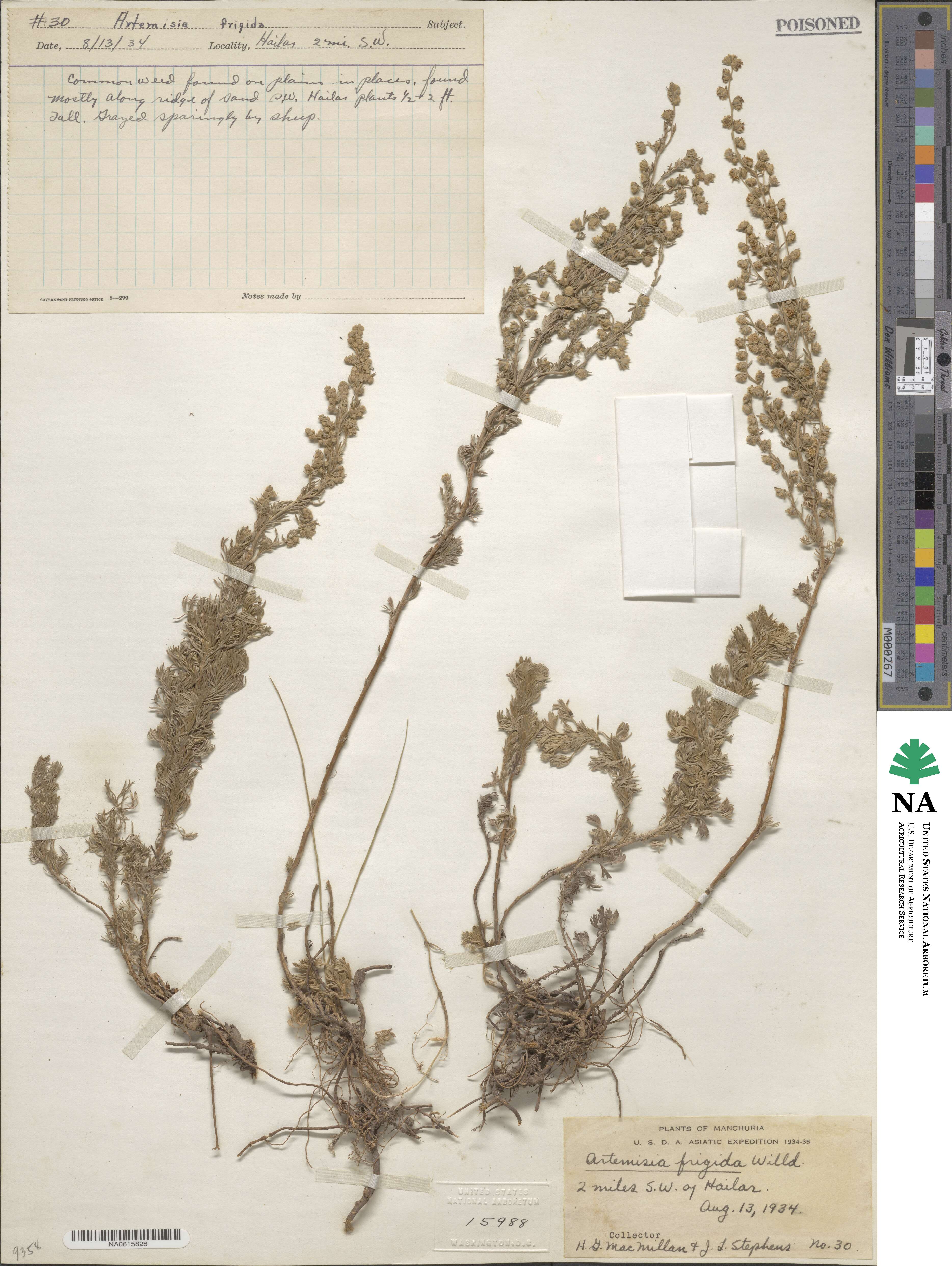 Artemisia frigida image