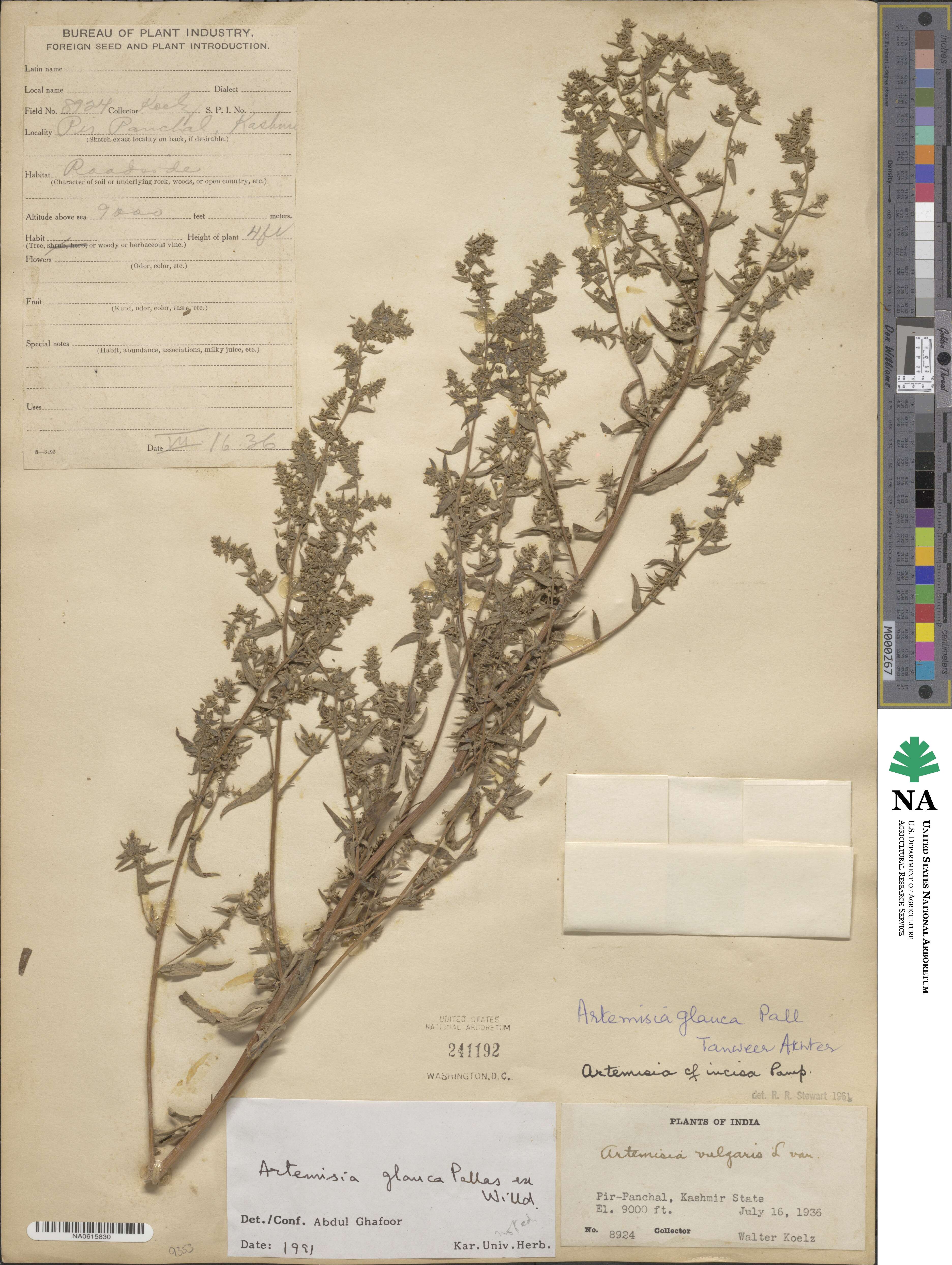 Artemisia glauca image