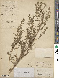 Artemisia glauca image