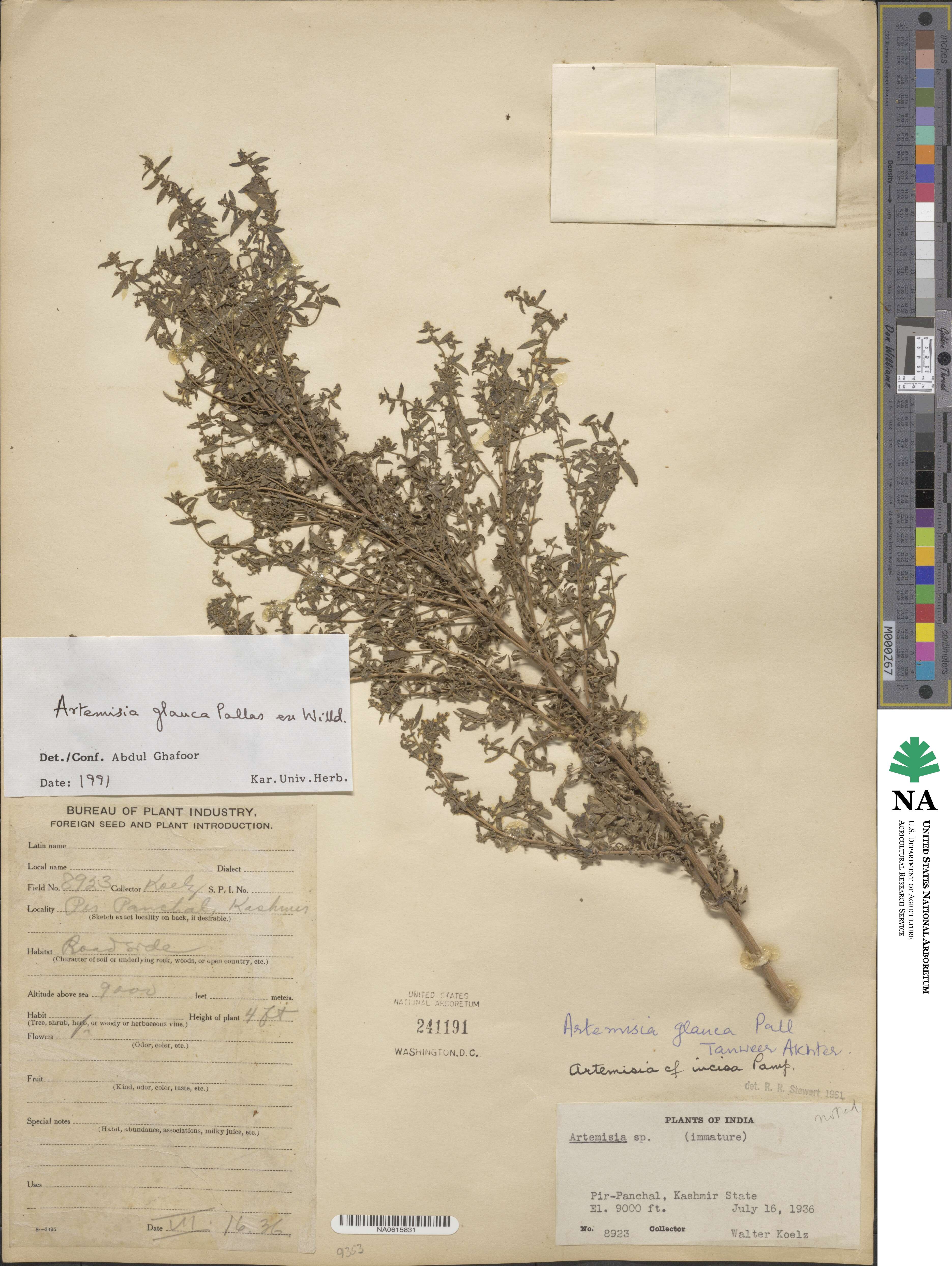 Artemisia glauca image