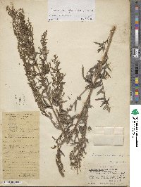 Artemisia glauca image